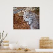Canadian Lynx Poster (Keuken)