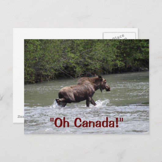 Canadian Moose Wildlife Animal Briefkaart (Voorkant / Achterkant)