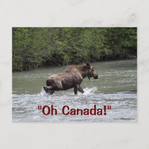 Canadian Moose Wildlife Animal Briefkaart