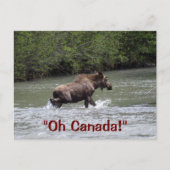 Canadian Moose Wildlife Animal Briefkaart (Voorkant)