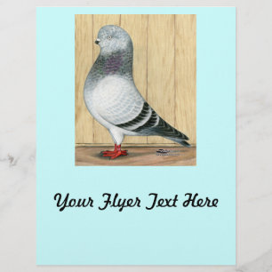 Canadian Show Tippler Pigeon Blue Grizzle Flyer