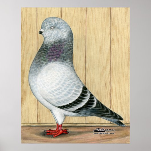 Canadian Show Tippler Pigeon Blue Grizzle Poster (Voorkant)