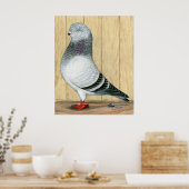 Canadian Show Tippler Pigeon Blue Grizzle Poster (Keuken)