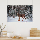 Canadian Whitetail Buck Poster (Keuken)