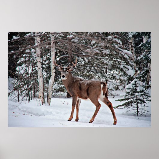 Canadian Whitetail Buck Poster (Voorkant)