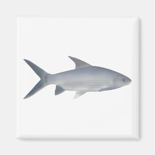 Canara Barb Magneet (Voorkant)