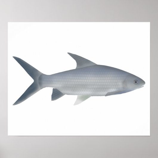 Canara Barb Poster (Voorkant)