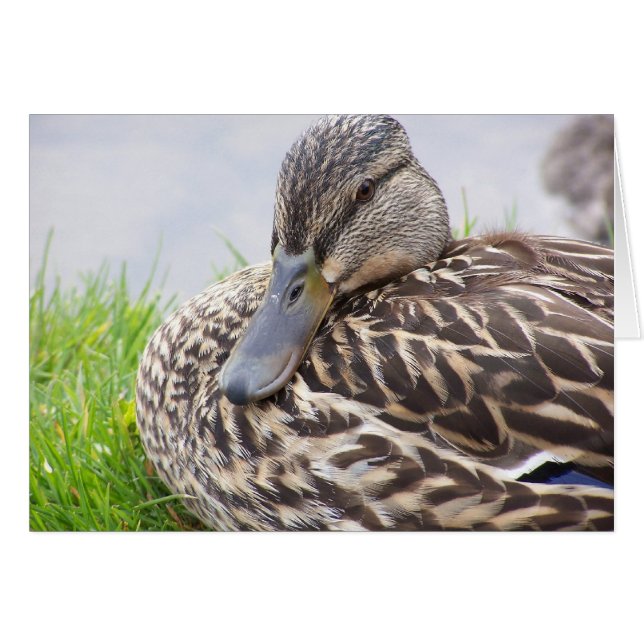 canard (Devant horizontal)