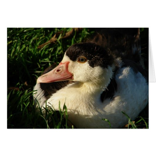 Canard (Devant horizontal)