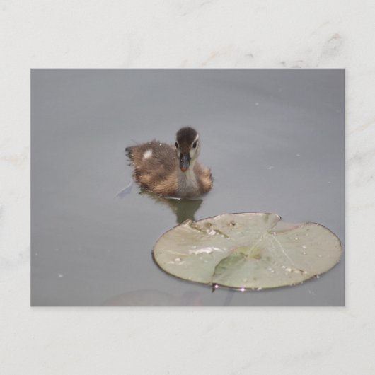 Canard à bois - Carte postale de canard (Devant)
