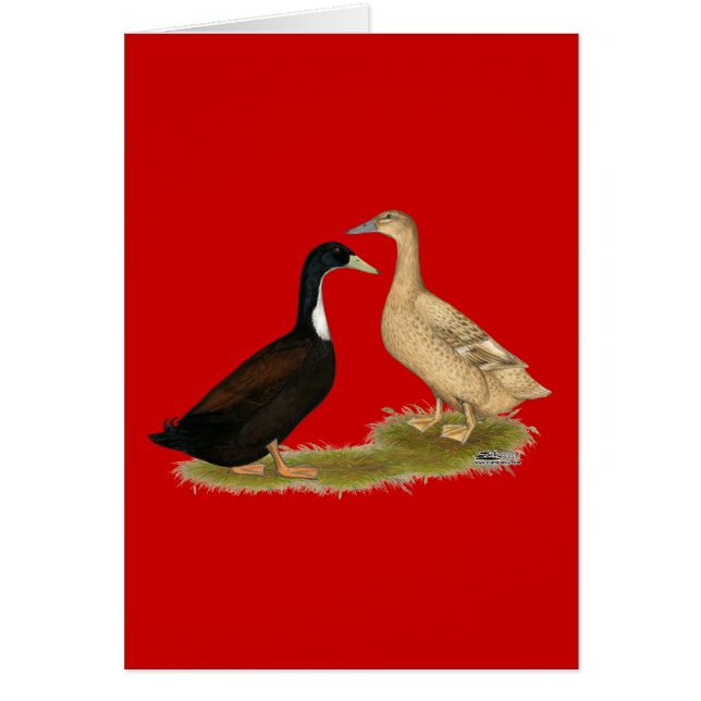 Canard à couchage hybride (Devant)