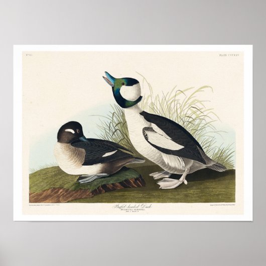 Canard à tête de buffle par Audubon Poster (Devant)