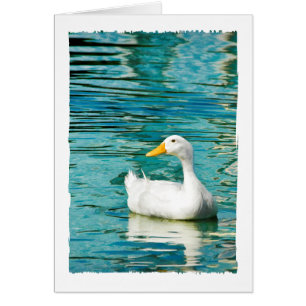 Canard blanc de Pekin - photo de nature dans les