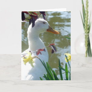 Canard Blanc En Daffodils Bonne Carte Pâques