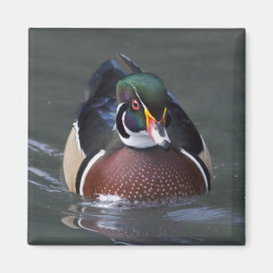 Canard branchu américain aimant