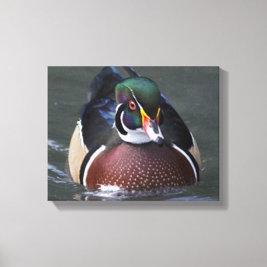 Canard branchu américain sur toile (Recto)