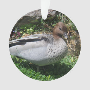 Canard branchu australien dans un jardin tranquill