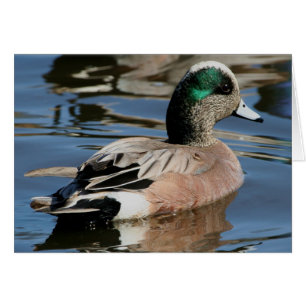 Canard branchu mâle