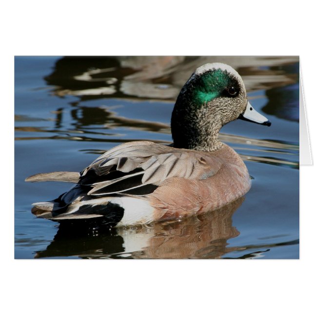 Canard branchu mâle (Devant horizontal)