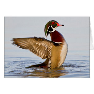 Canard branchu mâle battant des ailes dans une zon