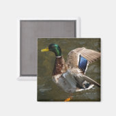 canard colvert sur le point de voler aimant (Recto/Verso)