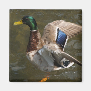 canard colvert sur le point de voler aimant