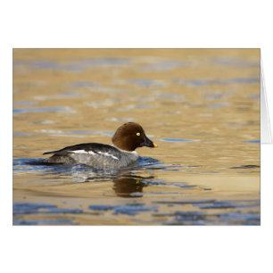 Canard commun de Goldeneye