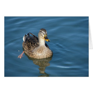 Canard dans l'eau
