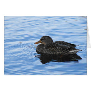 Canard dans l'eau
