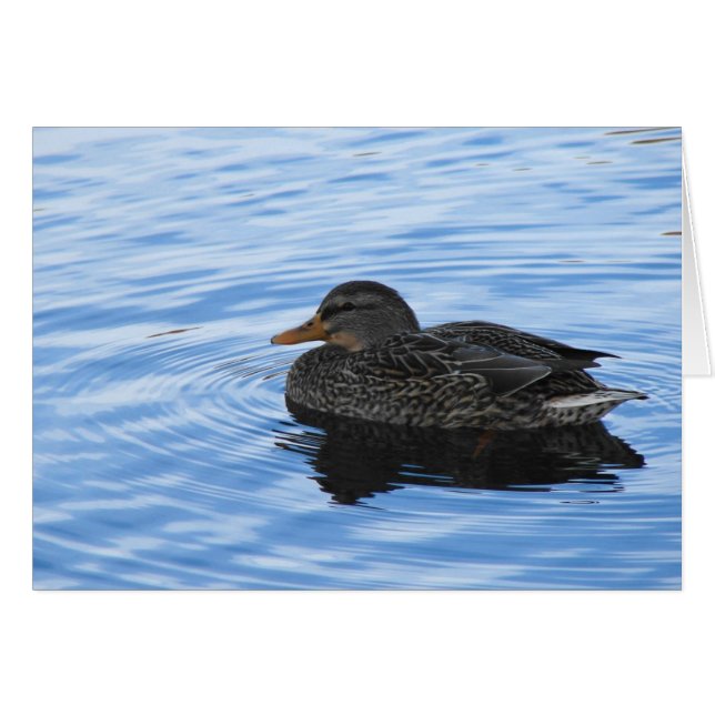 Canard dans l'eau (Devant horizontal)