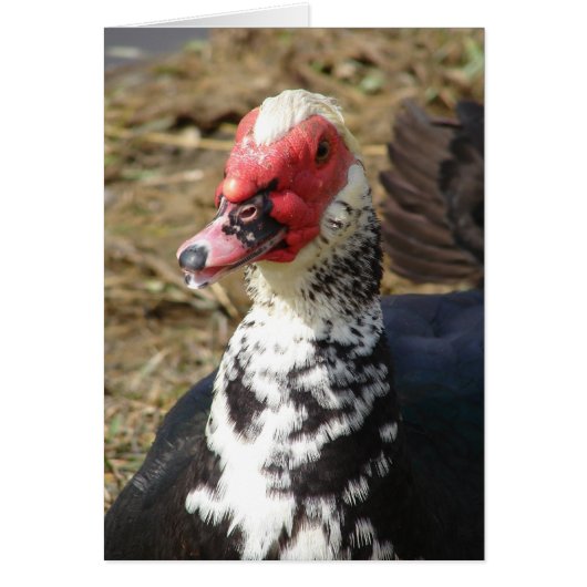 Canard de Barbarie (Devant)