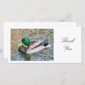 Canard de Mallard - Merci (Devant / Derrière)