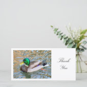 Canard de Mallard - Merci (Debout devant)