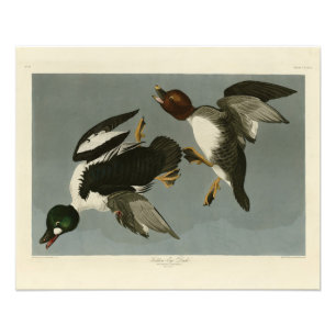 Canard doré - photo d'Audubon's Birds of America