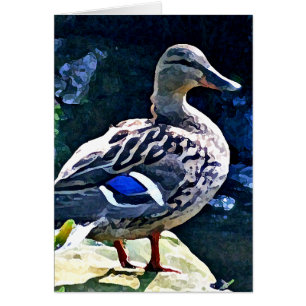 Canard femelle gardant un oeil sur vous