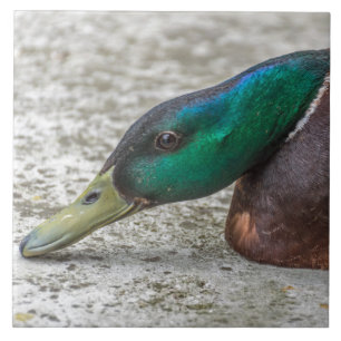 Canard fermer carreaux céramiques