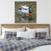 Canard mâle à colard dans la toile enroulée du rui (Insitu(Chambre))
