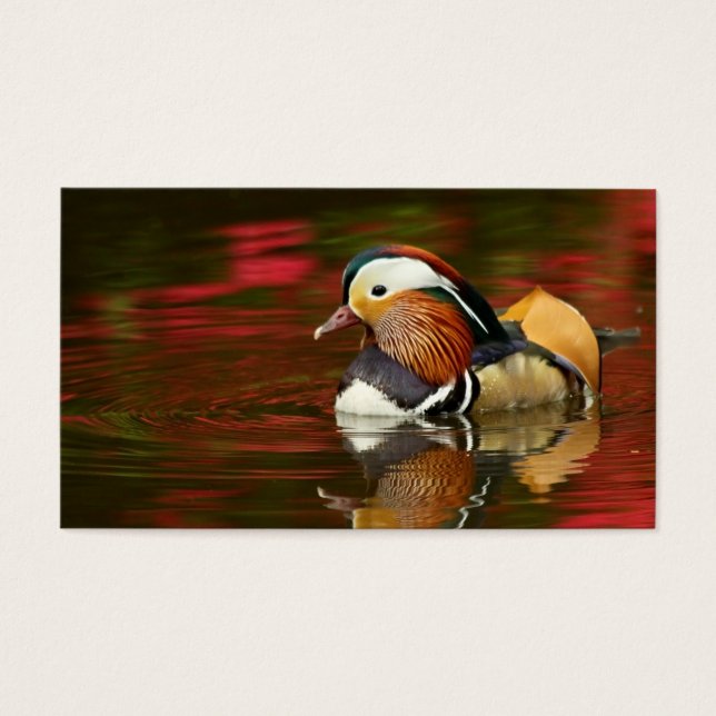 Canard mandarin (Devant)