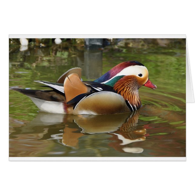 canard mandarin (Devant horizontal)