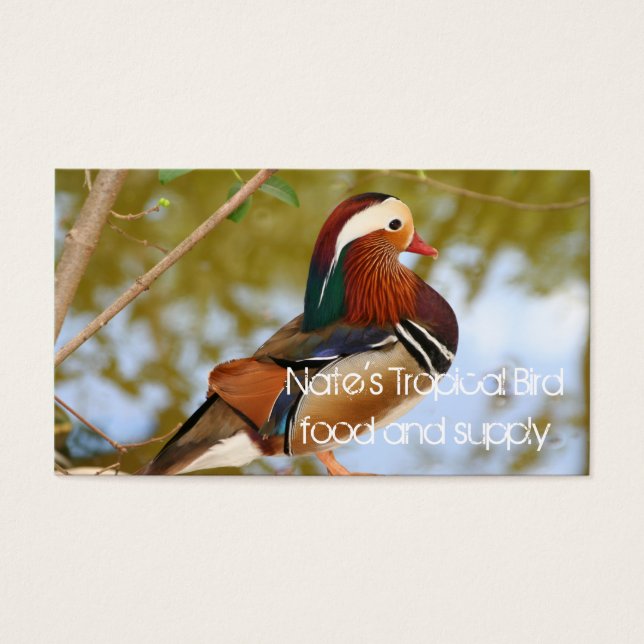 Canard mandarin (Devant)