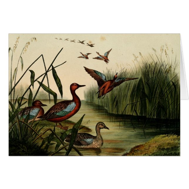 Canard rouge de Breasted Teal (Devant Horizontal)