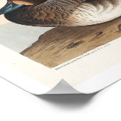 Canard roux par Audubon Poster (Coin)