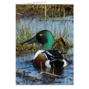 Canard souchet B25