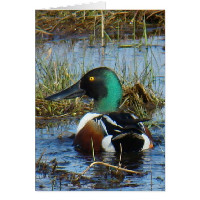 Canard souchet B25 (Devant)