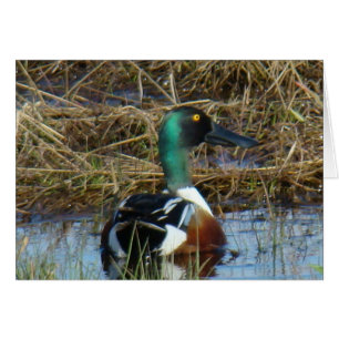 Canard souchet B26