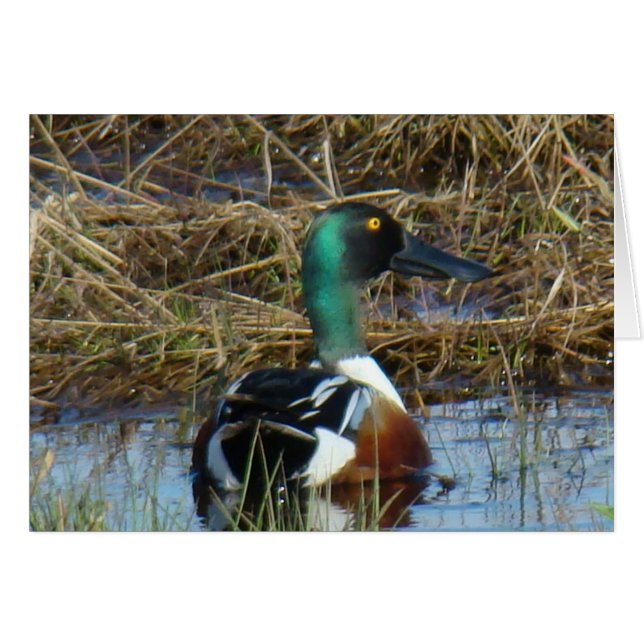 Canard souchet B26 (Devant horizontal)