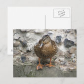 Canard sur carte postale murale (Devant / Derrière)