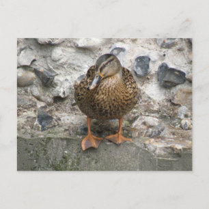 Canard sur carte postale murale