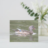 Canard sur la carte postale du lac (Debout devant)
