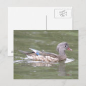 Canard sur la carte postale du lac (Devant / Derrière)